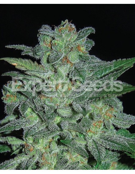 15 UND FEM - NORTHERN LIGHTS 