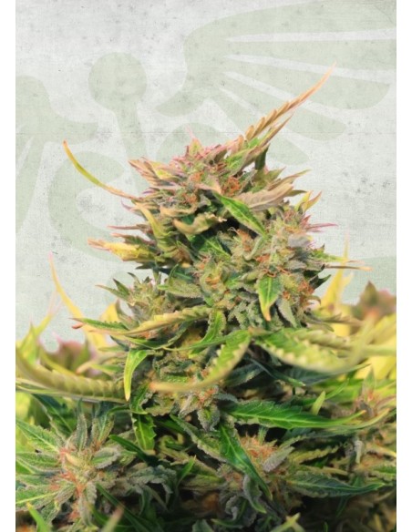 1 UND FEM - BABY BOOM AUTO CBD 