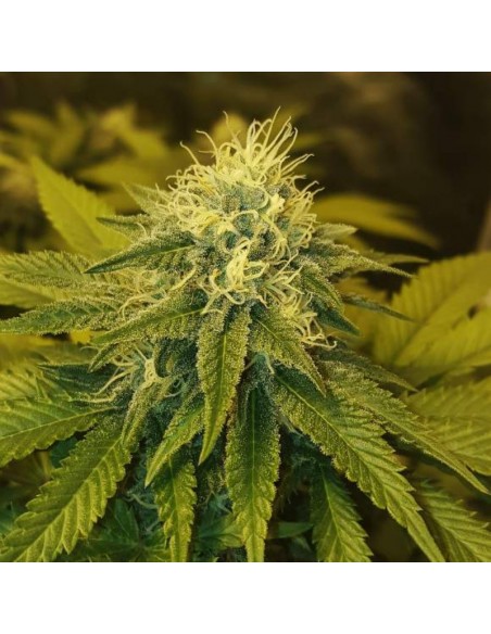 10 UND REG - CHRYSTAL - NIRVANA 10 UND REGULARES