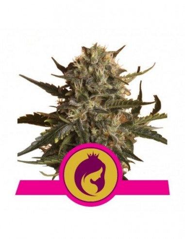 5 UND FEM - MOTHER GORILLA 