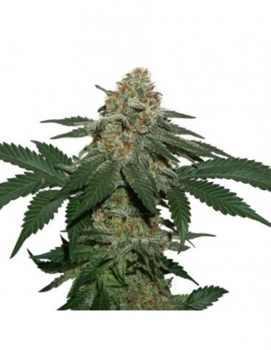 100 UND FEM - GRANDADDY CONFIDENTIAL KUSH   SEEDSTOCKERS 100 UND FEMINIZADAS