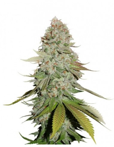 250 UND FEM - STICKY MONKEY GG 4   SEEDSTOCKERS 250 UND FEMINIZADAS