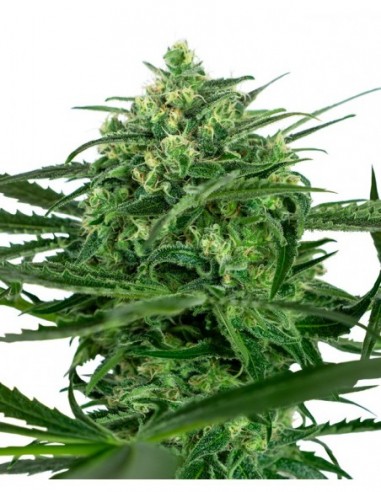 1 UND FEM - SENSI AMNESIA FEMINIZADA  SENSI SEEDS FEMINIZADA 1 UND