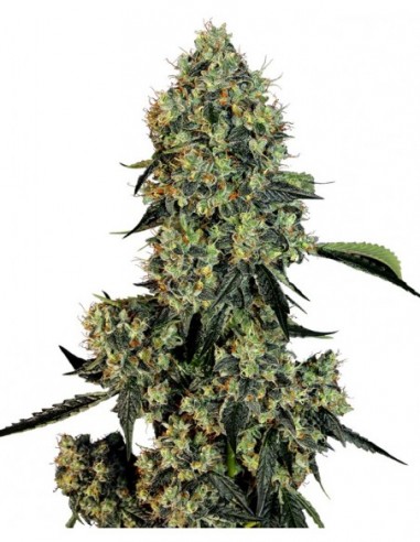10 UND FEM - O.G KUSH FEMINIZADA 