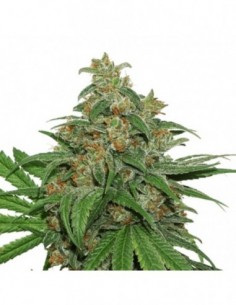 1 UND FEM - AK 420 AUTO  2