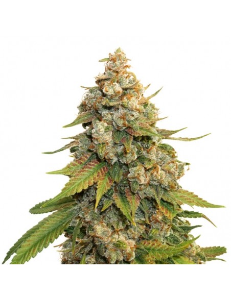 1 UND FEM - GOLDEN LEMON HAZE 