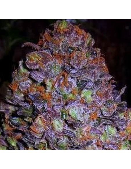 1 UND FEM - PURPLE HAZE AUTO 