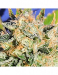 1 UND FEM - CRITICAL DIESEL AUTO - ORIGINAL SENSIBLE 1 UND FEMINIZADA 2