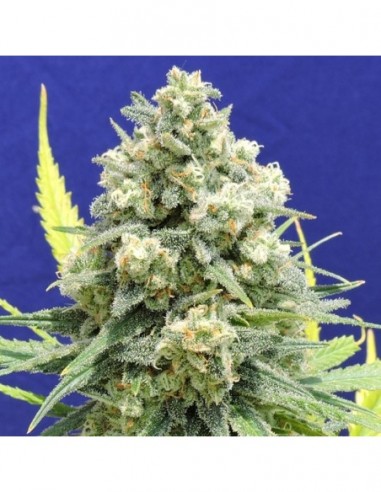 1 UND FEM - WHITE  WIDOW + 