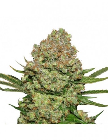 1 UND FEM - WHITE WIDOW 