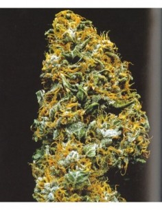 5 UND REG - CRISTAL PARADISE  2