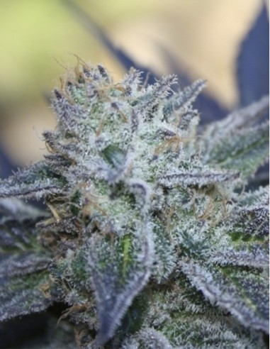 1 UND FEM - WASHING MACHINE 