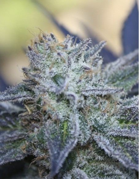 1 UND FEM - WASHING MACHINE 