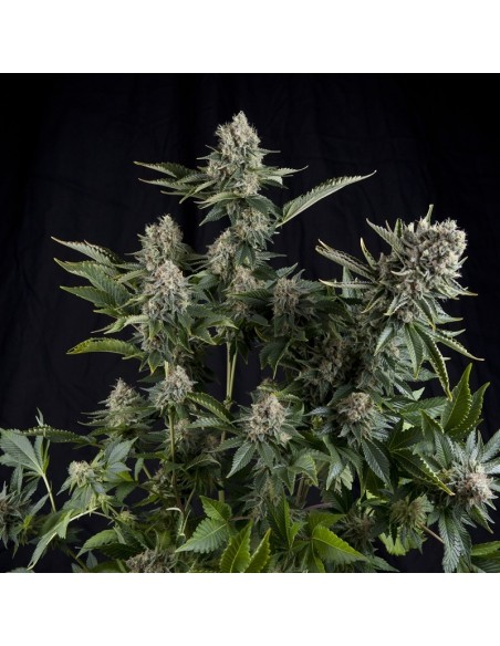 1 UND FEM - WHITE WIDOW 