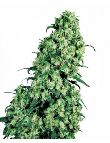 1 UND FEM - SKUNK 1  SENSI SEEDS FEMINIZADA 1 UND