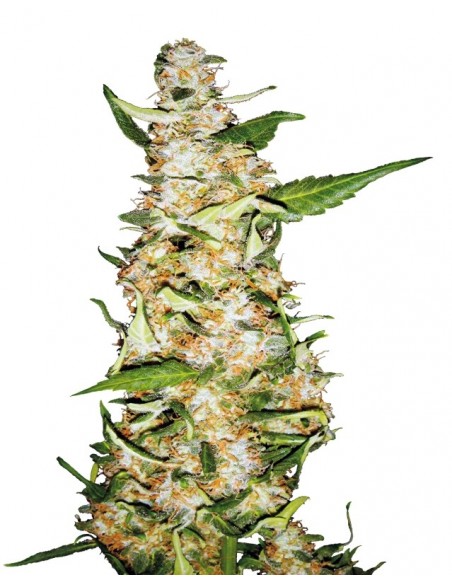 1 UND FEM - SKUNK 1 AUTOMATIC  SENSI SEEDS FEMINIZADA 1 UND