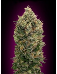 1 UND FEM - AUTO BLACK DIESEL - ADVANCED SEEDS 1 UND FEM 2