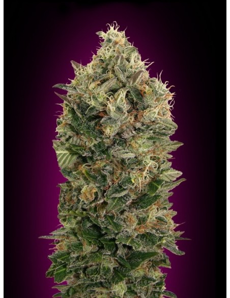 1 UND FEM - AUTO BLACK DIESEL - ADVANCED SEEDS 1 UND FEM