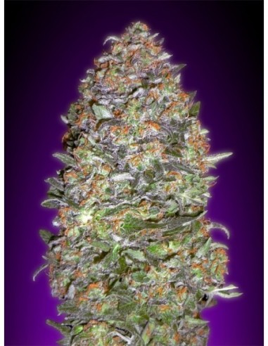 1 UND FEM - AUTO NYC DIESEL 