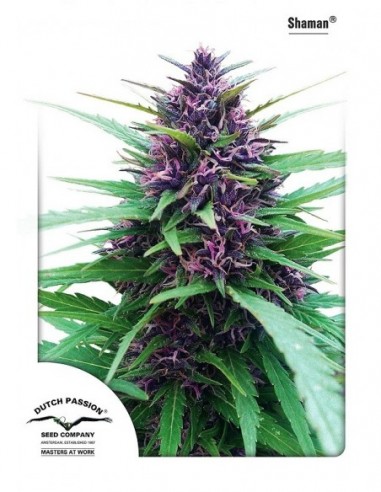 1 UND FEM - SHAMAN ® 