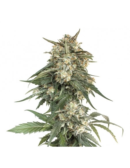 3 UND FEM - BCN CRITICAL XXL FAST 