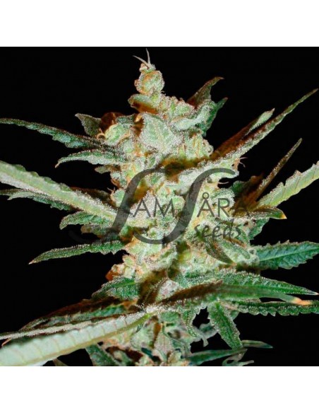 1 UND FEM - SUPERSONIC CRISTAL STORM AUTO (SAMSARA) 