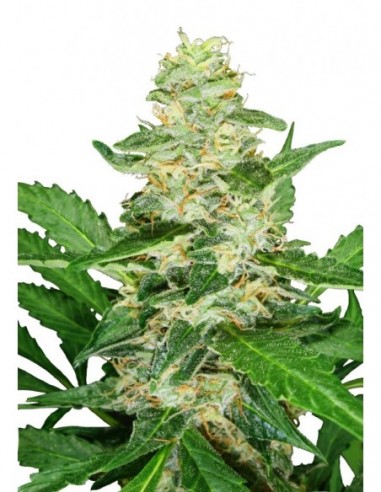 1 UND FEM - SUPER SKUNK AUTOMATIC  SENSI SEEDS FEMINIZADA 1 UND