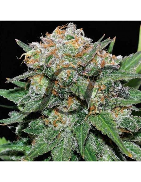 1 UND FEM - EL ALQUIMISTA (SAMSARA) 