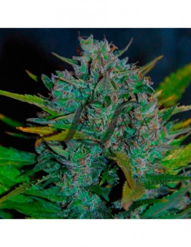1 UND FEM - ULTRAVIOLET AUTO (SAMSARA) 