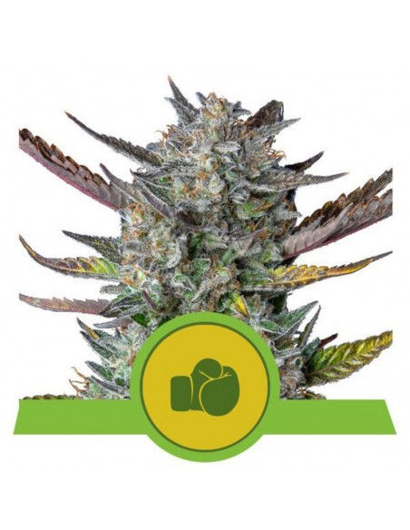 1 UND FEM - PURPLE PUNCH AUTO 