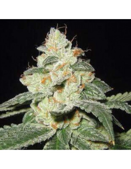 1 UND FEM - SATIVA DES ROIS 