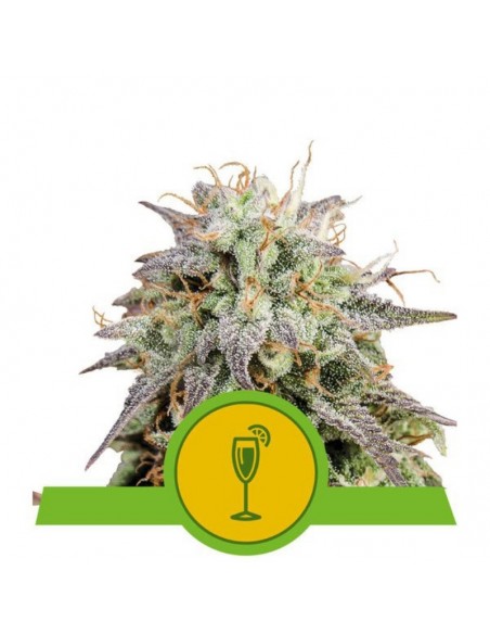 1 UND FEM - MIMOSA AUTO 