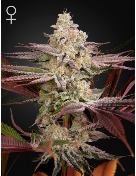 1 UND FEM - CHEMICAL BRIDE 