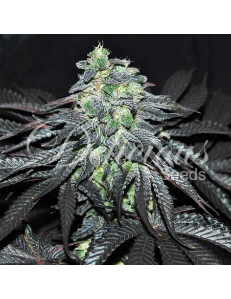 1 UND FEM - GOLOSA (EARLY VERSION) 