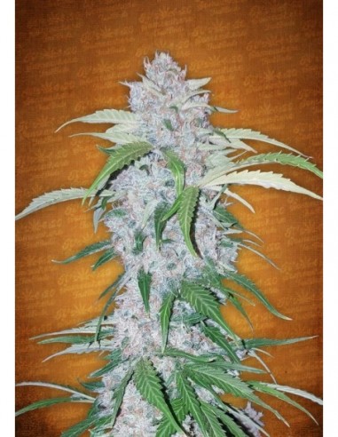 1 UND FEM - SIX SHOOTER 