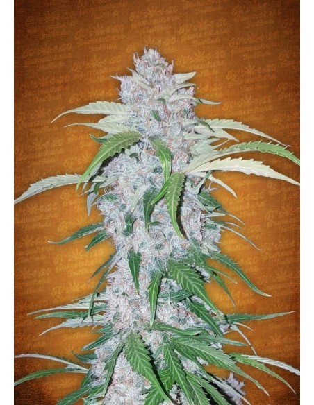 1 UND FEM - SIX SHOOTER 