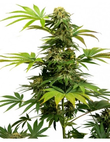 1 UND FEM - BLACK HARLEQUIN - SENSI SEEDS FEMINIZADA 1 UND