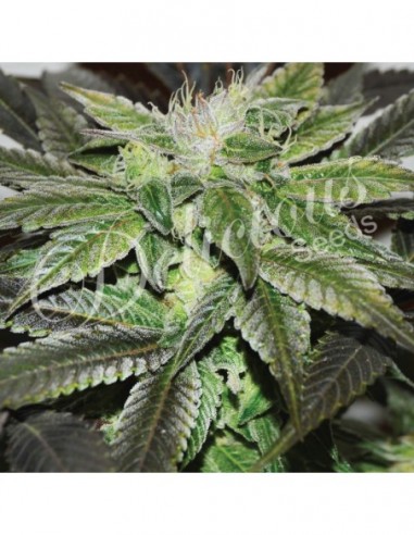 1 UND FEM - SUGAR CANDY (SATIVA LINE) 