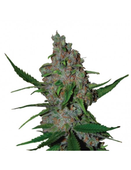 1 UND FEM - GELATO 41 FAST FEM 