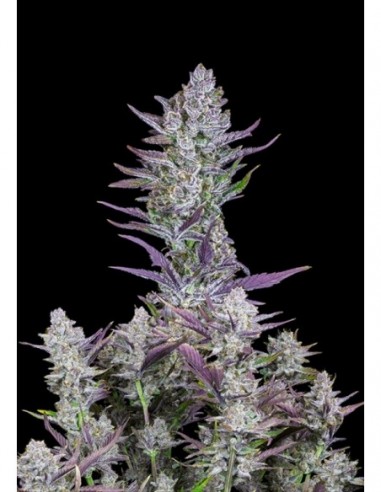 1 UND FEM - WEDDING GLUE AUTO 