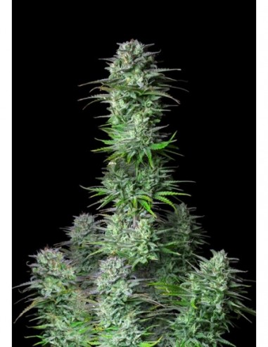 1 UND FEM - KOSHER CAKE AUTO 