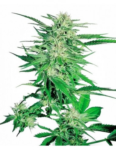 1 UND FEM - BIG BUD  SENSI SEEDS FEMINIZADA 1 UND