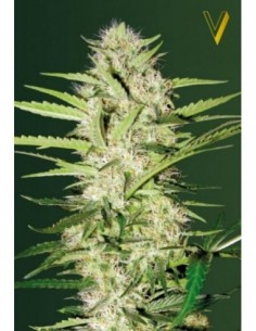 3 UND FEM - AUTO PARMESAN  2