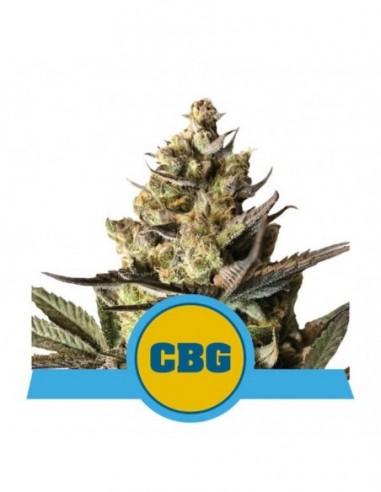 1 UND FEM - ROYAL CBG AUTO 