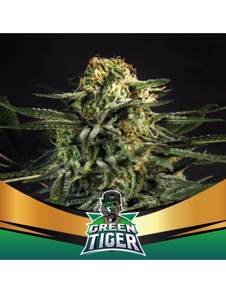 2 UND FEM - GREEN TIGER FAST VERSION 