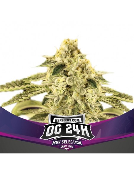 2 UND FEM - OG 24K - BSF SEEDS 2 UND FEMINIZADAS