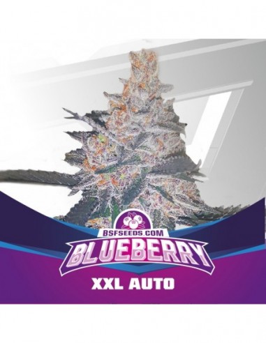 2 UND FEM - BLUEBERRY XXL AUTO 