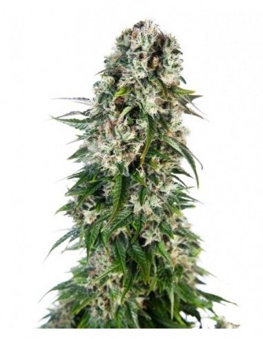 1 UND FEM - BIG BUD AUTOMATIC  SENSI SEEDS FEMINIZADA 1 UND