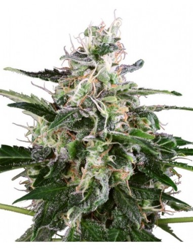 3 UND FEM - WHITE SKUNK AUTOMATIC 