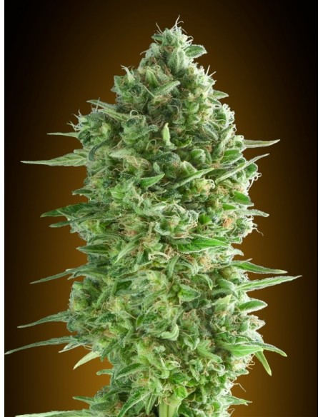 3 UND FEM - DO-SI-DOS COOKIES 